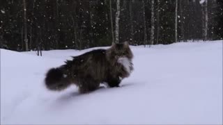 Winter-loving cats run and play in the deep snow