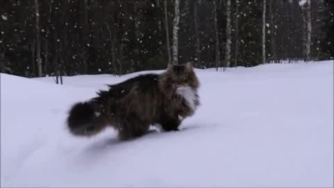 Winter-loving cats run and play in the deep snow