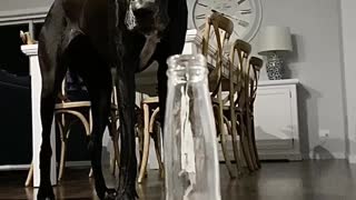 Great Dane Is Just As Frustrated With The Corona As Everyone Else!