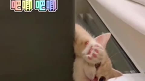 Funny cat’s moment that will make you laugh and entertainment