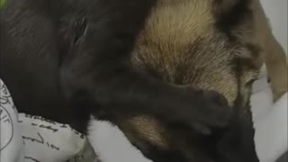 Kitty Helps to Clean the Dog