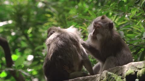 Beautiful monkeys taking care of each other