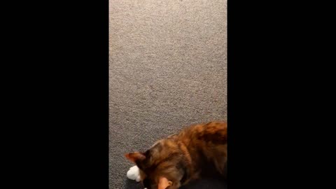 cat playing with his favorite toy.