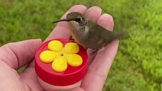 Hand Fed Hummingbirds Enjoying a Snack