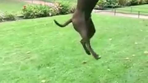 Dog that fly -American Pitt Bull Terriers show their Jumping Agility