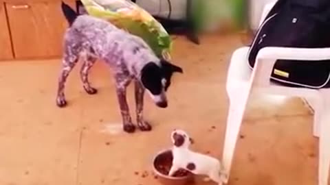 Tiny Puppy Scares Big Dog #shorts #viral #shortsvideo #video