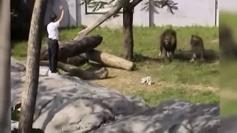 Crazy Man Entered The Lions' cage see what happened