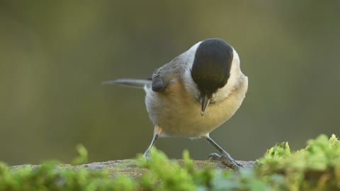 Watch an adorable video of a beautiful, colorful little bird