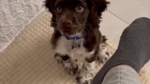 Owner teaches little puppy how to bark.