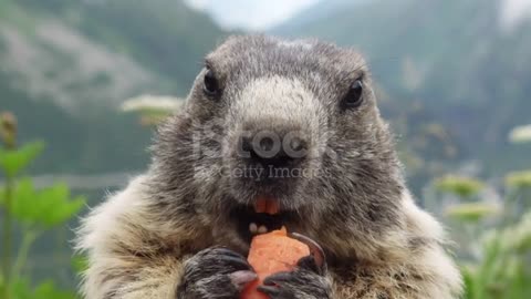Marmot eating carrot on the background of Furkapass stock video
