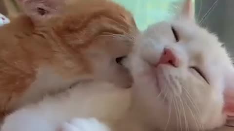 Too cute cats