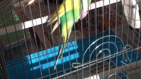 Home parrot Kesha