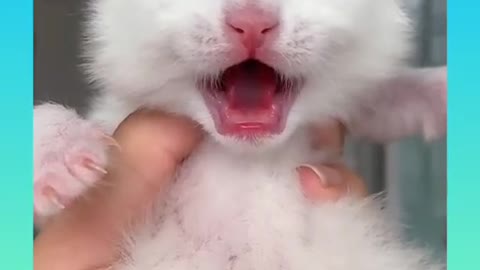 Cute cat cry