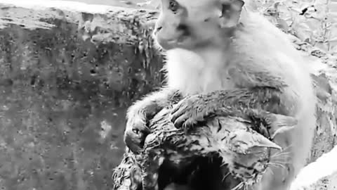 This Monkey Saved Cat ❤️