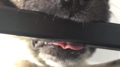 Black white dog biting black railing