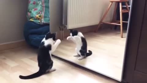 This cat gets high when see mirror .. 💃 💃