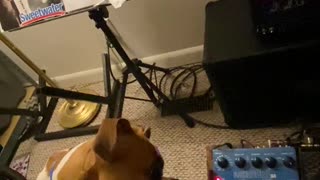 Boxer Pup Perplexed by Strange Guitar Sounds