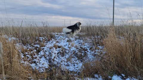 Dogs Husky Winter Snow
