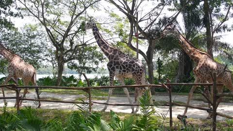 Tall Giraffes Walking Outdoors in Zoo
