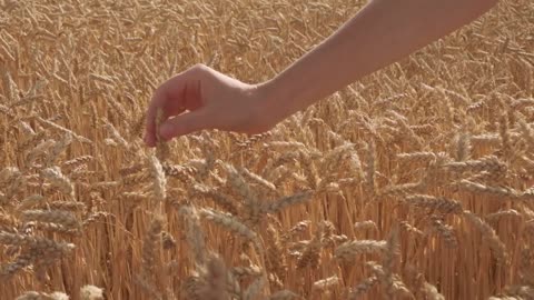 Beautiful Wheat Field Compilation