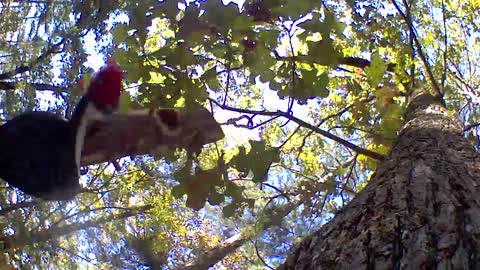 Pileated woodpecker in the trees