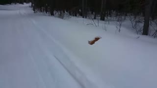 Dog jumps into snow and disappears- Funny animal video