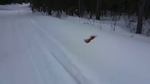 Dog jumps into snow and disappears- Funny animal video