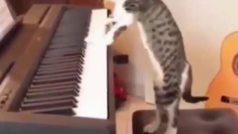 A funny cat playing piano 😍