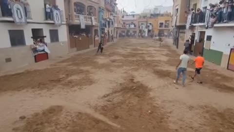 ♥️QUE BONITO EL PELAJE JABONERO ESTE TORO BRAVO-- Prieto de la cal. --Vall de uxó (Castellón)