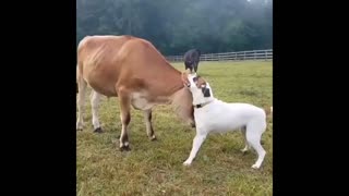 Cow and dog are playing together
