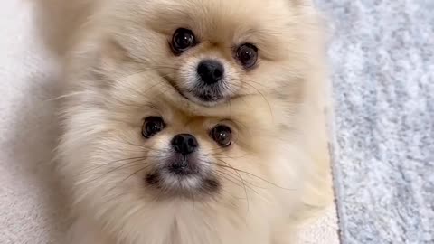 Animals short #video# doggy lover 😘❤️❤️😘😘😘😘😘😘