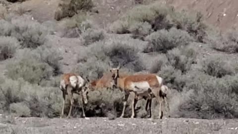 A band of Pronghorn Antelope with a fawn guarded by the buck enjoying lunch in the desert.