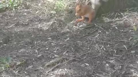 a squirrel feeding in a park