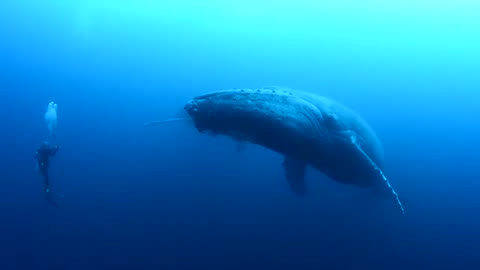Diving with the whales