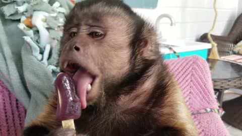 Monkey Cools Off With an Ice Cold Popsicle