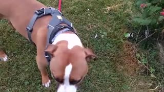 Dog Snacks on Berries From the Bush