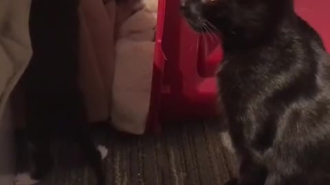 Just Small Kittens with Hey mamy Playing