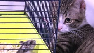 Clever Alpha Cat Wants to Communicate with Hamsters