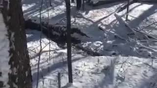 Guy in black jacket hanging from tree falls down