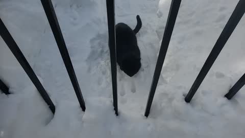 Beautiful Black Kitten Braves the Cold