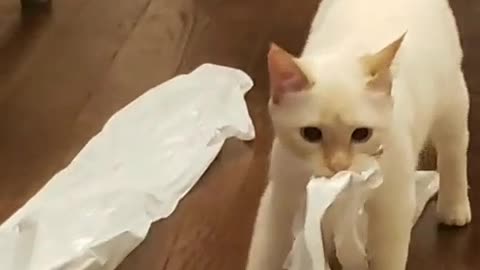 Cat Steals Trash Bags, Leaves Them All Over House