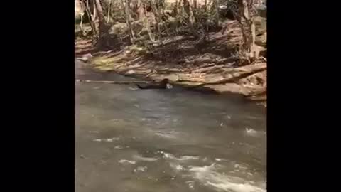 Black dog swimming into river and grabs giant tree