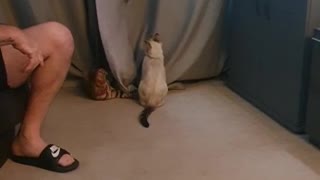 Bengal Kittens chase toy up curtains