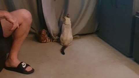 Bengal Kittens chase toy up curtains