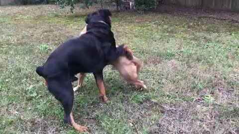 Pitbull vs German Rottweiler