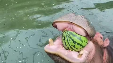 Hippo juicer