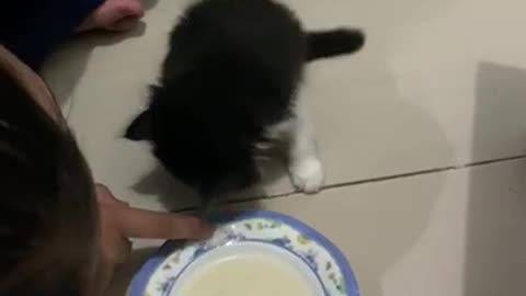 My cat eats ice cream 2