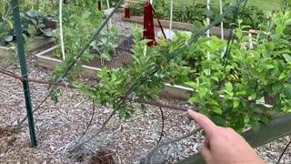 Raised Bed Micro Irrigation