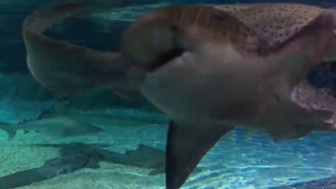 Shark Baby swims in the Aquarium