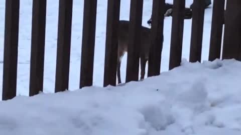 deer visiting Adirondack home